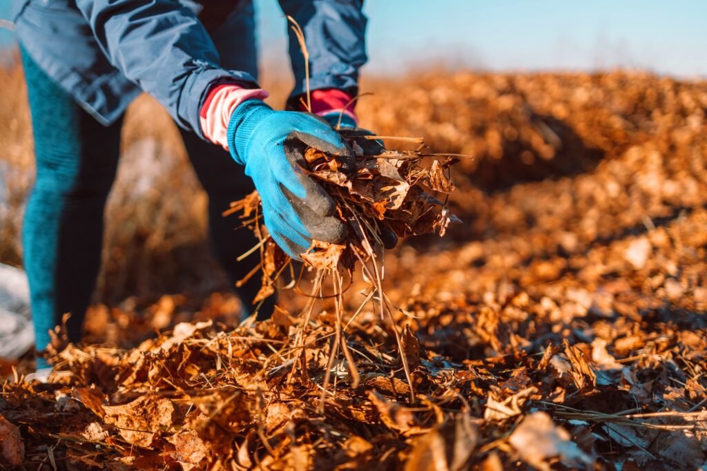 Female hand collects and piles fallen autumn leaves into a big sack. Cleaning service concept.